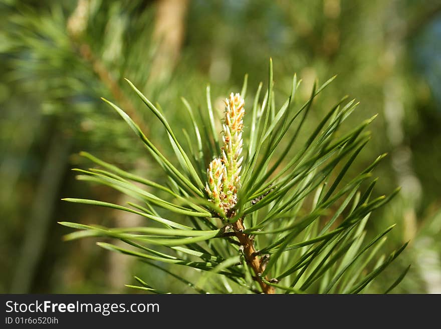 Young pine with kidneys close up. Young pine with kidneys close up