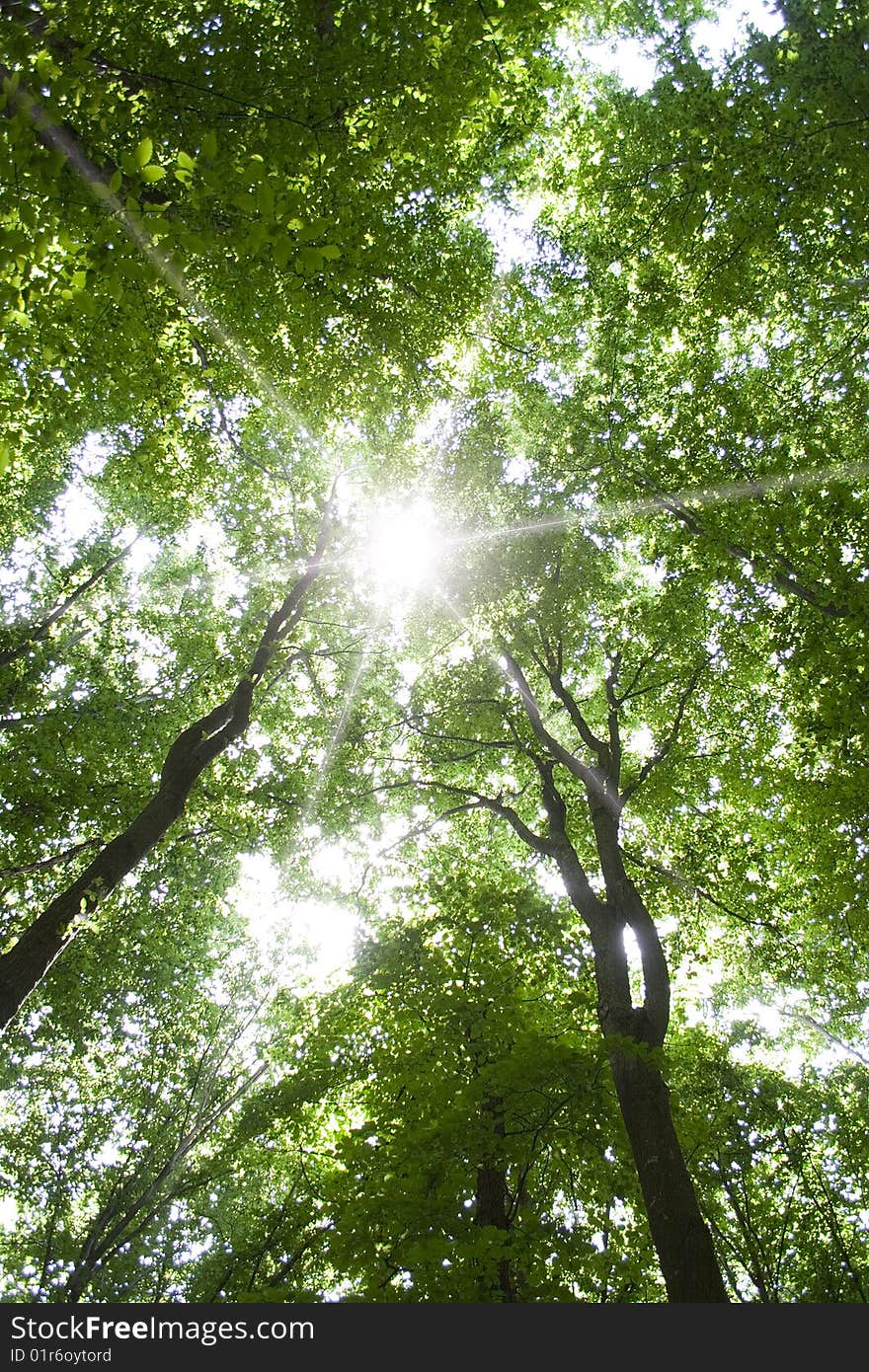 Sunlight in trees of green summer forest