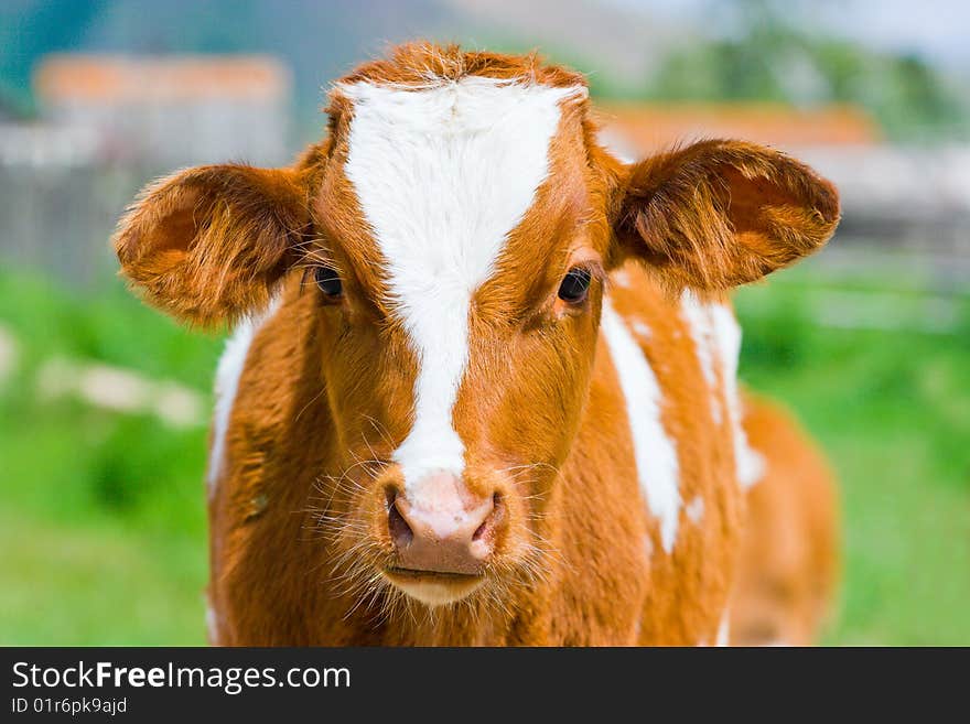 Young calf