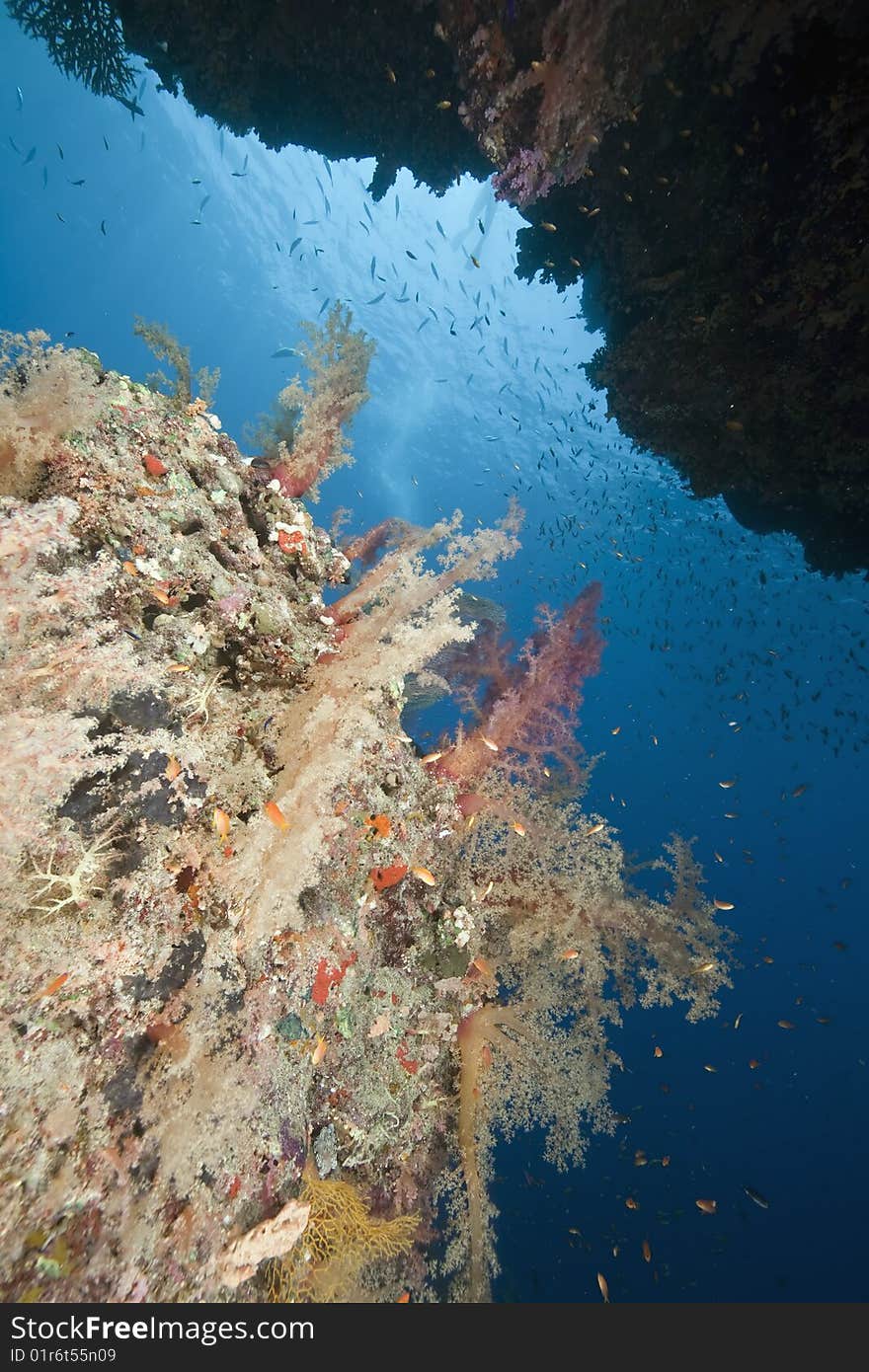 Ocean, coral and sun taken in the red sea.