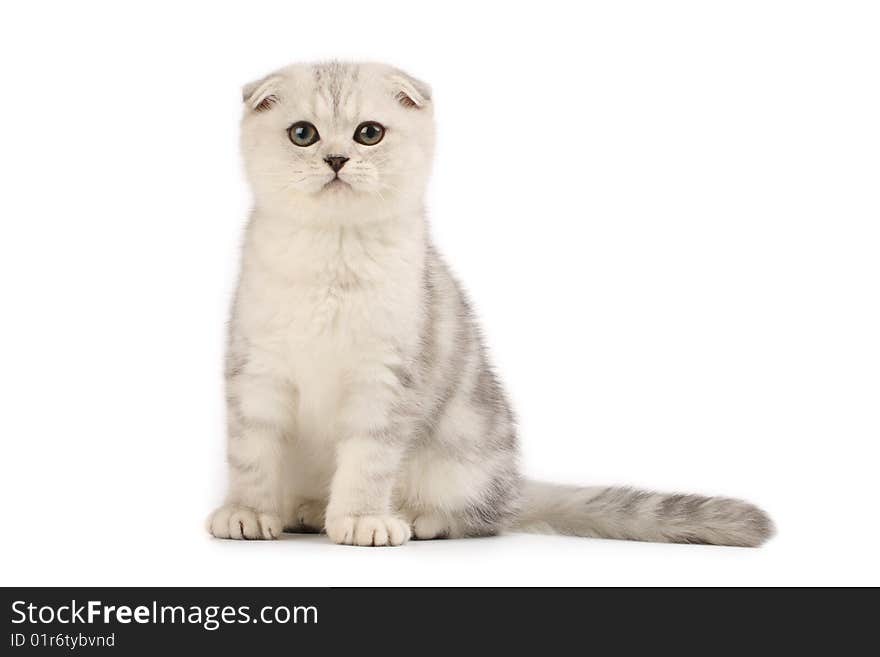 Cute scottish-fold kitten sitting, isolated on white. Cute scottish-fold kitten sitting, isolated on white