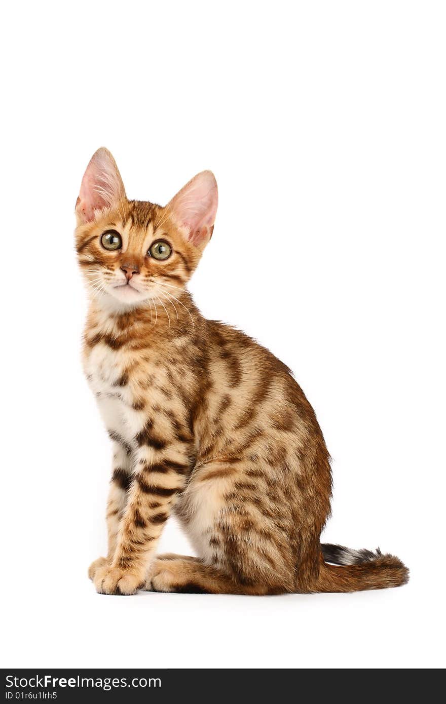 Bengal kitten sitting, isolated on white