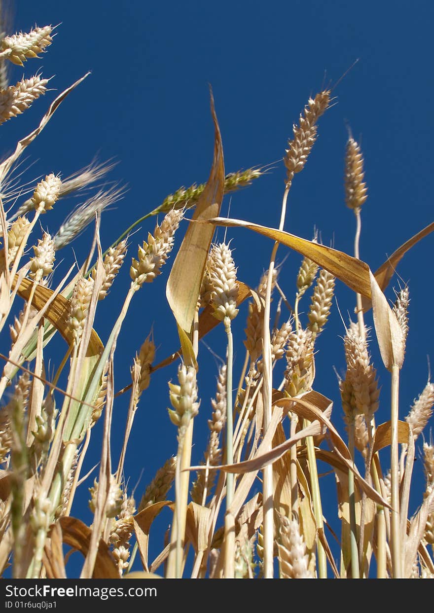 Yellow wheat against clear sky background. Yellow wheat against clear sky background.