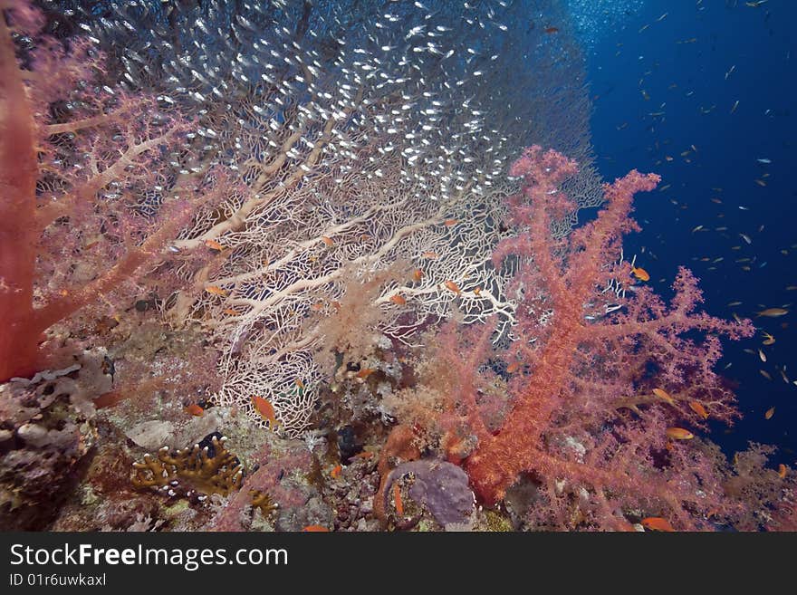 Seafan and glassfish