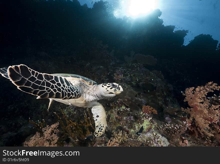 Ocean, Coral And Hawksbill Turtle