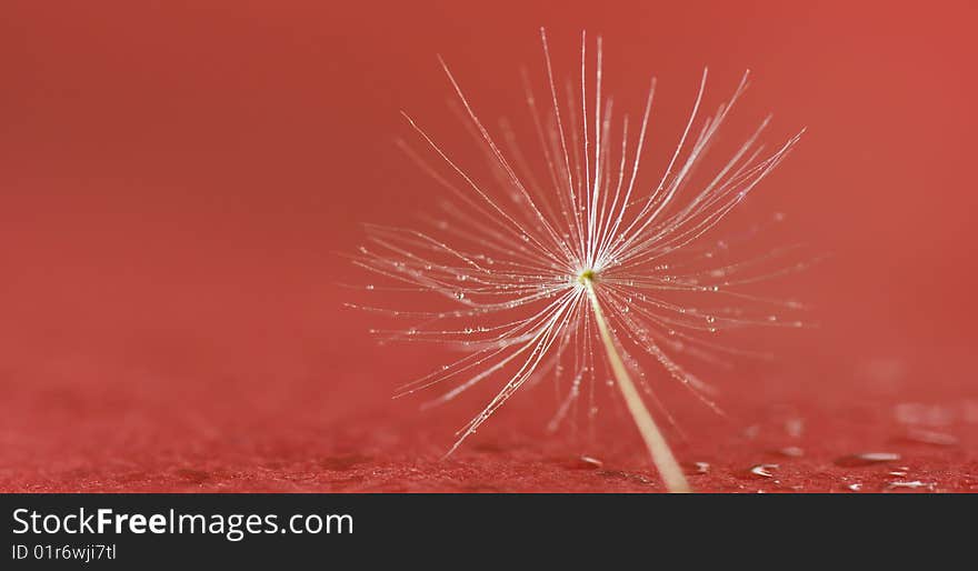 Dandelion seed in dew