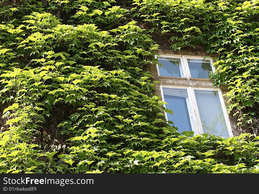 Window in leafs