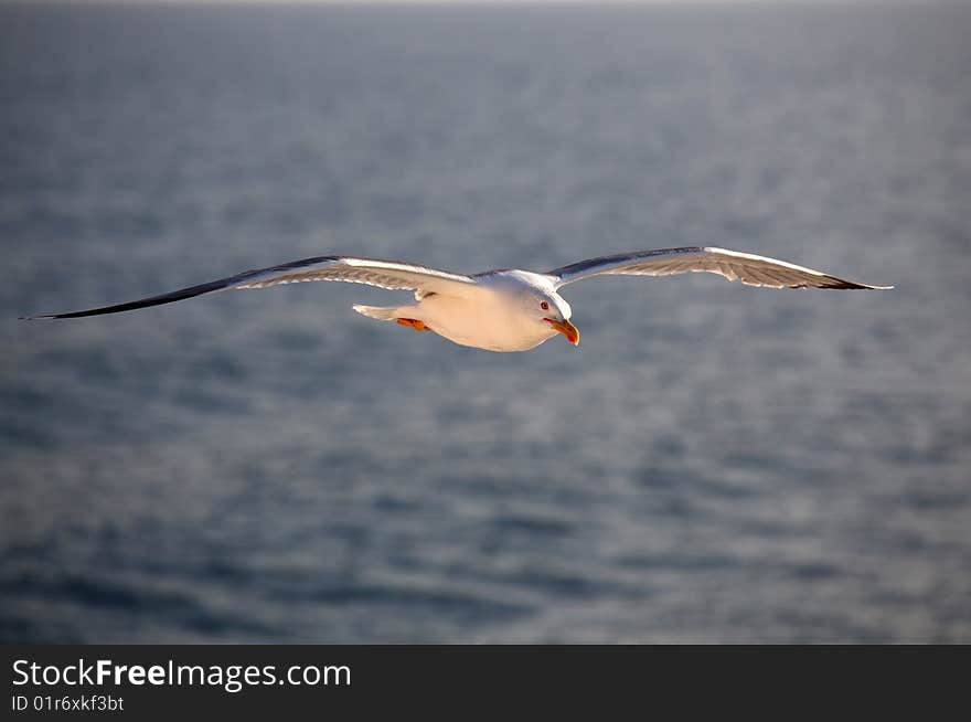 Seagull flying over the mediterranean sea. Seagull flying over the mediterranean sea