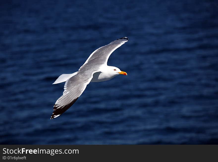 Seagull flying over the mediterranean sea. Seagull flying over the mediterranean sea