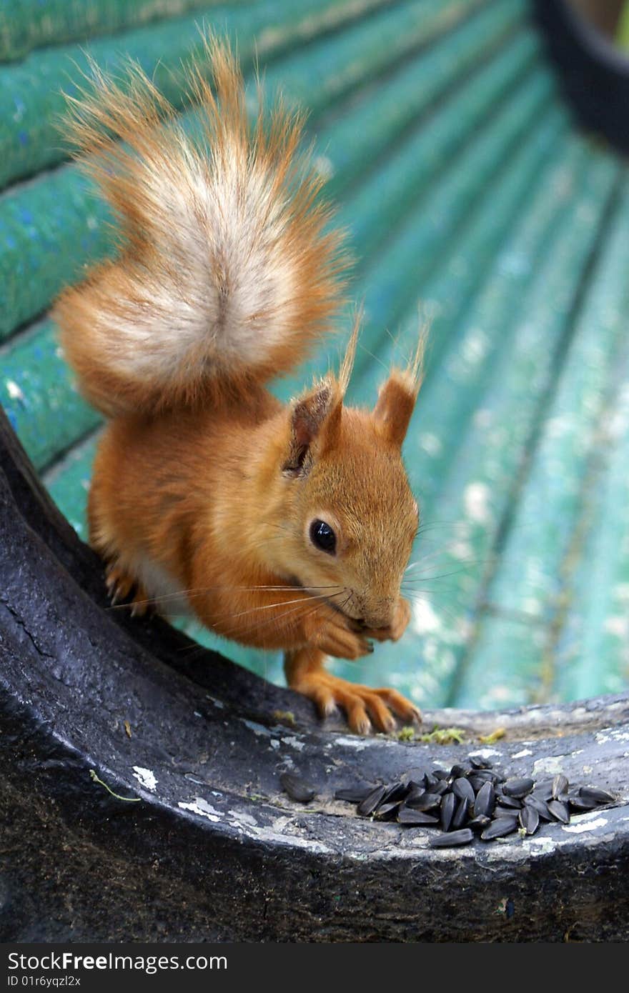 Squirrel & seeds