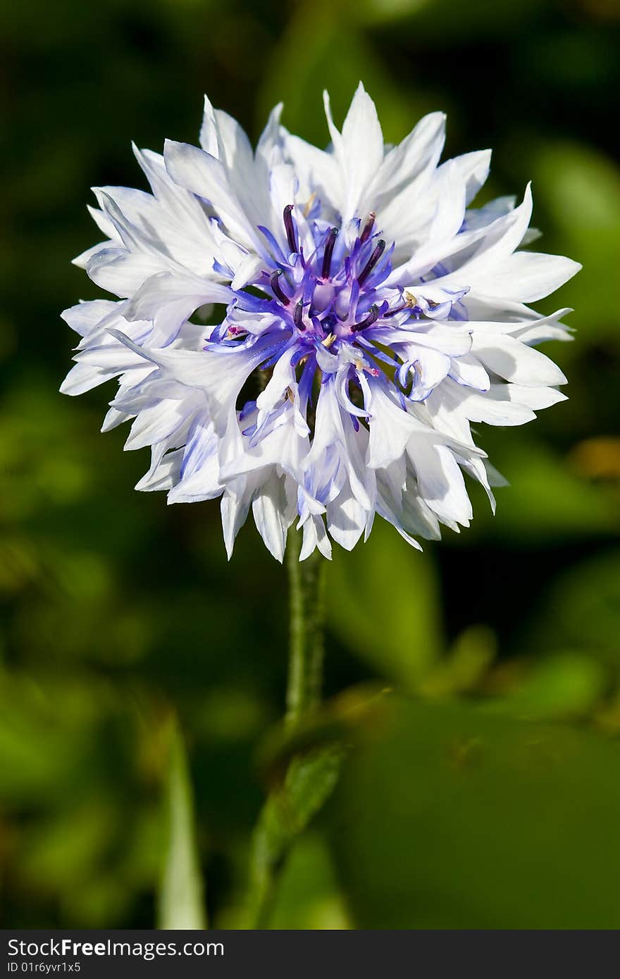 Corn flower in closeup in the garden