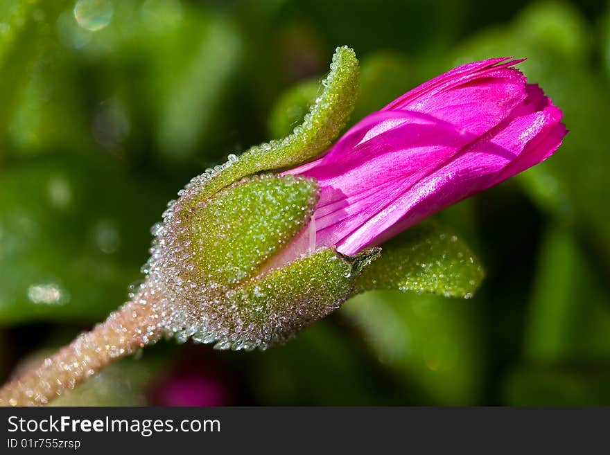 Purple Ice Flower In The Spring