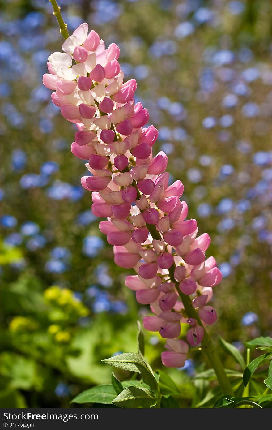 Pink / white lupin flower in closeup