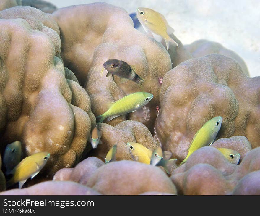 Green fishes in coral reef