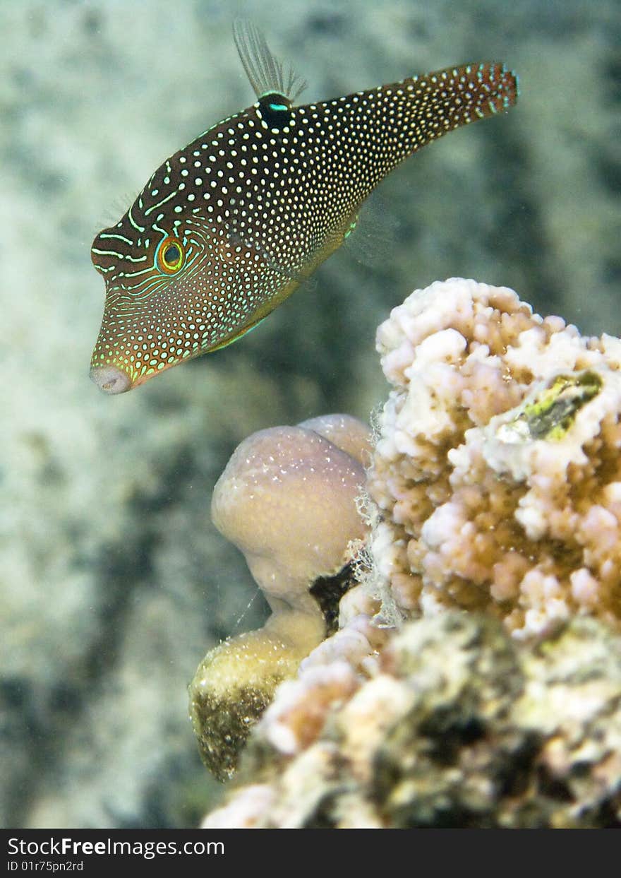 Indo-West Pacific Pufferfish