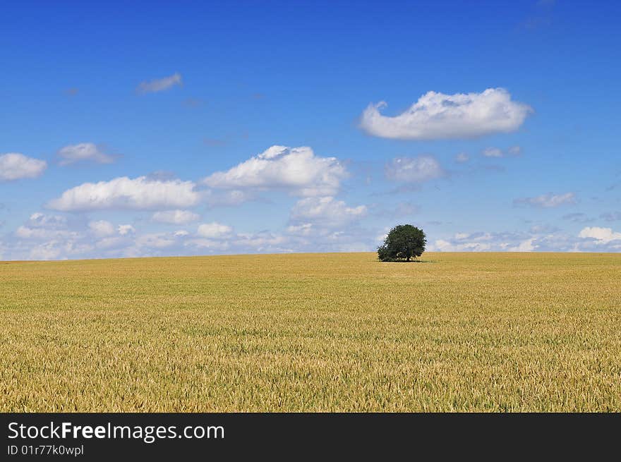 Wheat Field