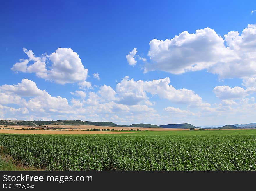 Green field and blue sky