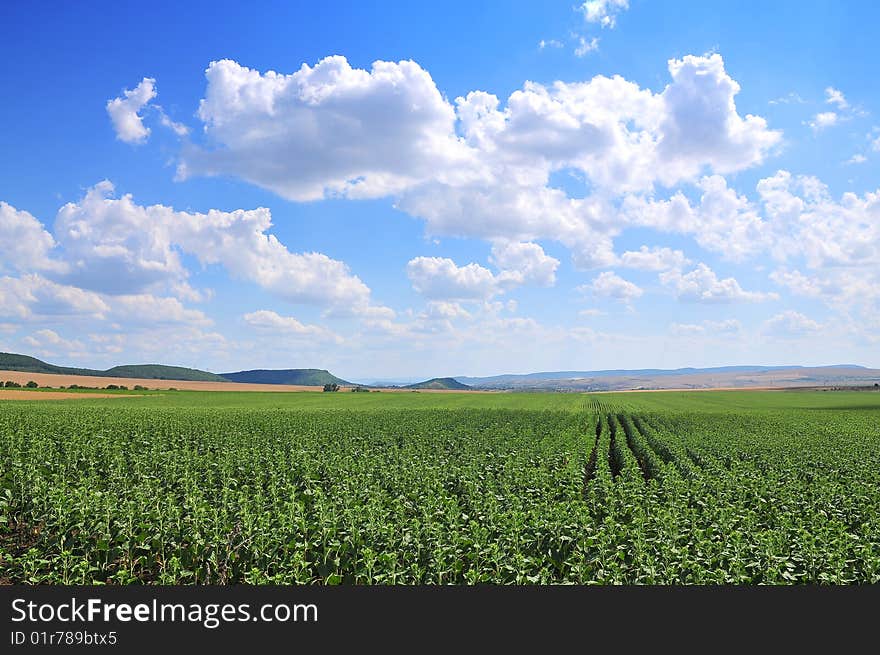 The green field and white cloud