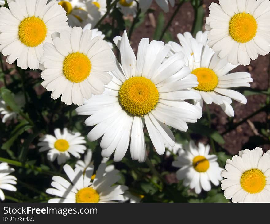 Camomile flowers in a garden