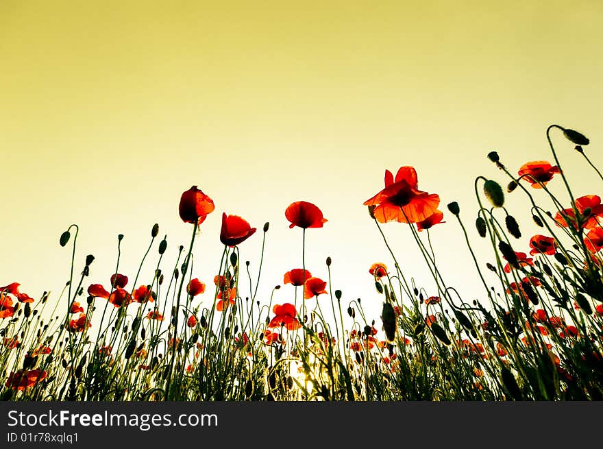 Poppies