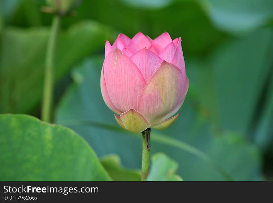 Single bloom Pink lotus flower