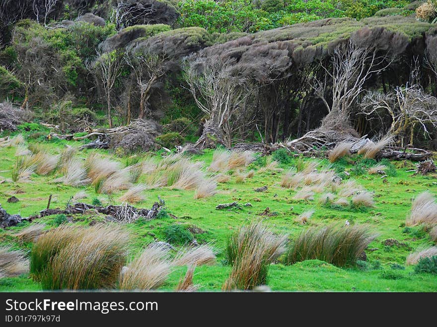 The grass field