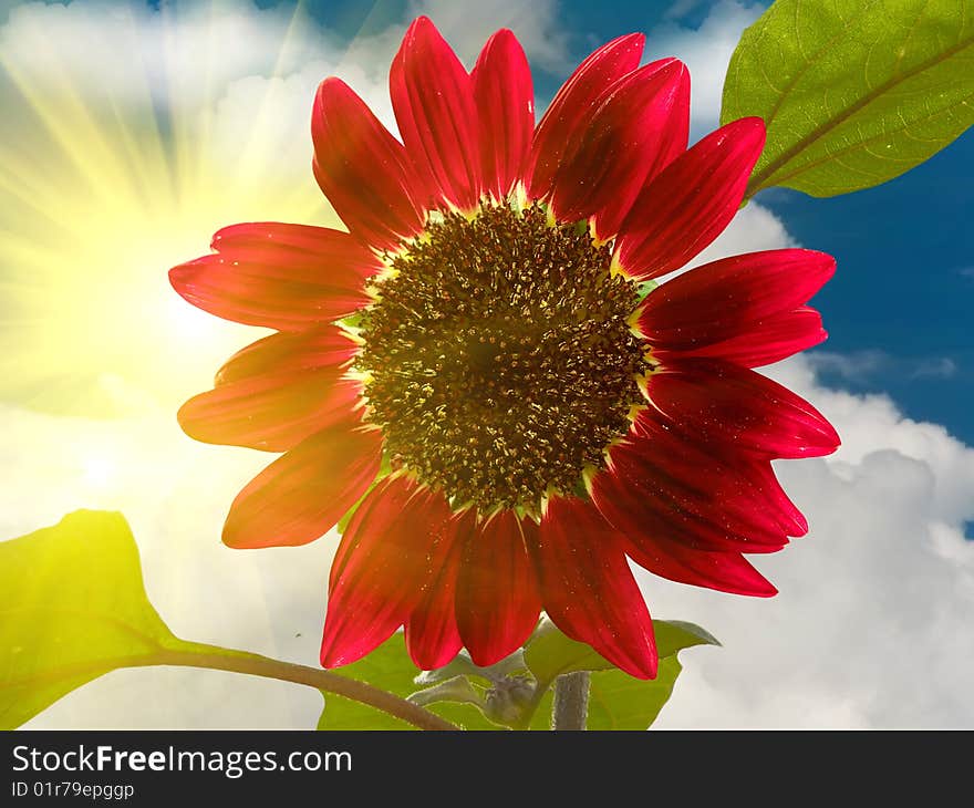 Flower a sunflower decorative