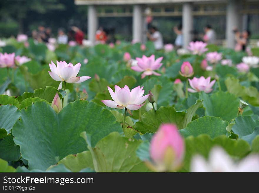 Pink and white lotus flower pond. Pink and white lotus flower pond