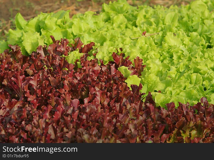 Red and green leaf lettuce