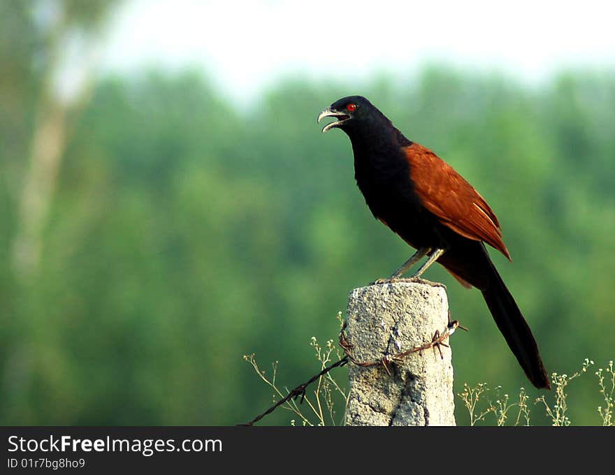 Colorful bird