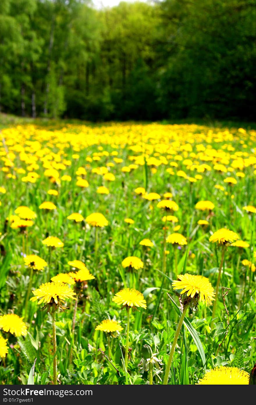 Meadow with the dandelions, filled in with a sunlight. Meadow with the dandelions, filled in with a sunlight