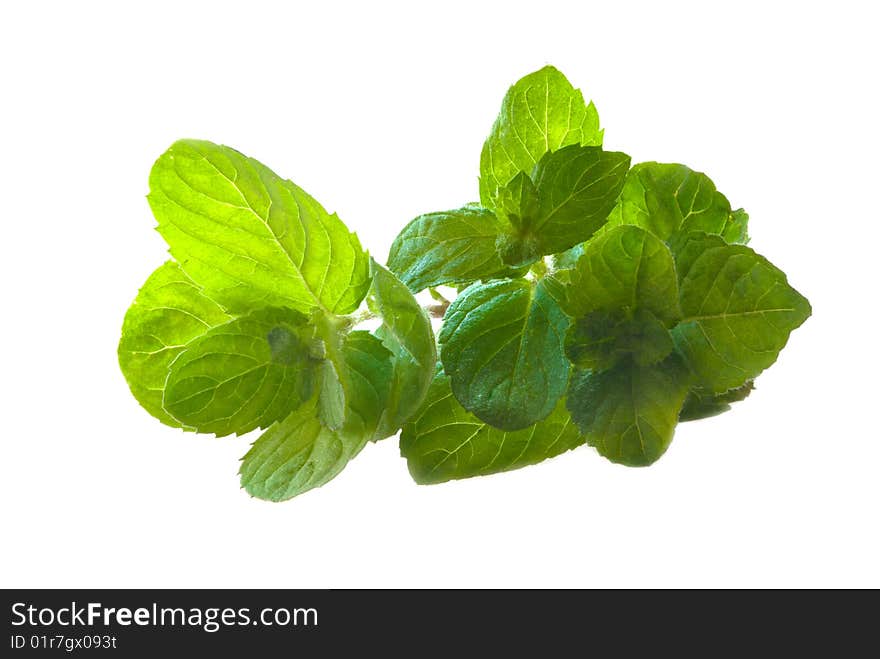 Fresh mint isolated on white background