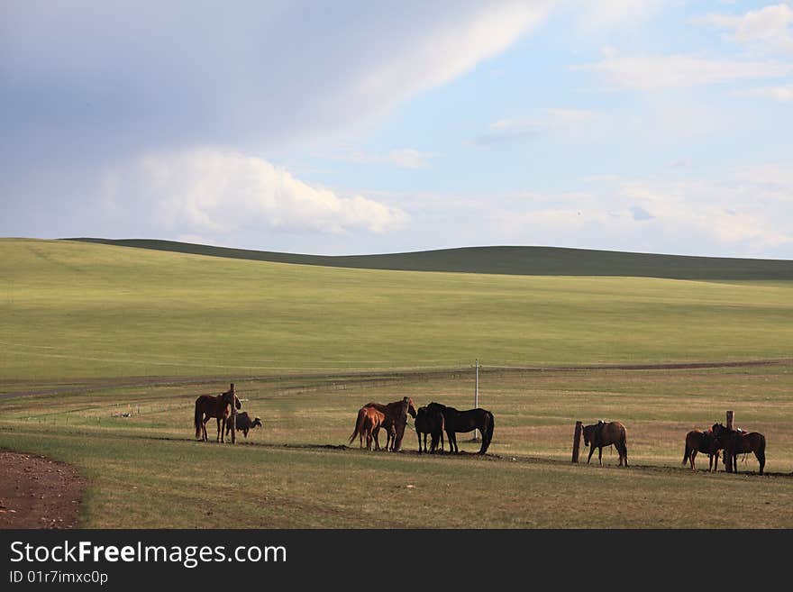 Horses