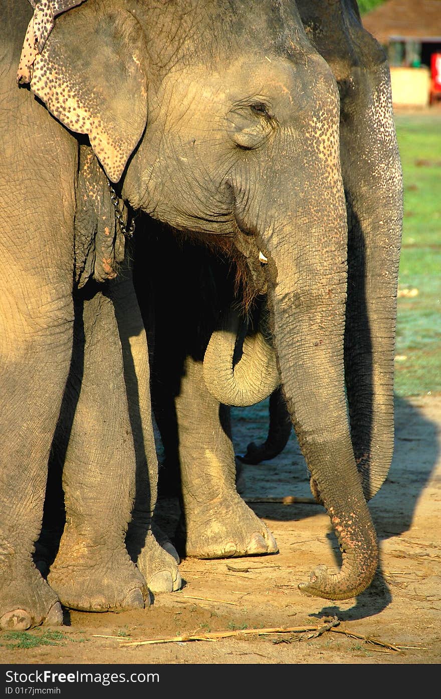 Elephants ready for safari in the jungle in Chitwan National Park in Nepal