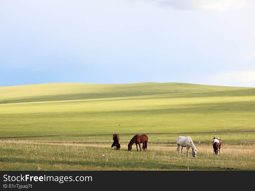 Horses on grassland ,neimenggu,china