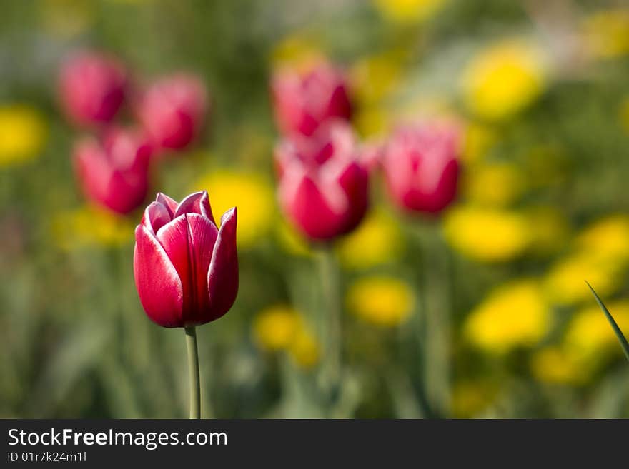 Red tulip with white borders on the dandelions yellow background. Red tulip with white borders on the dandelions yellow background