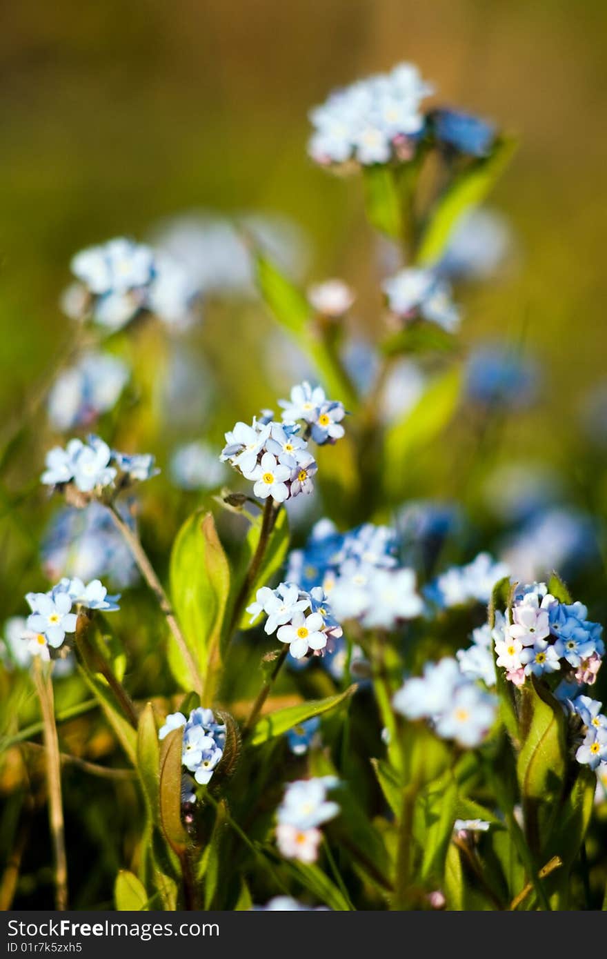 Beautiful flowers in summertime on the green background. Beautiful flowers in summertime on the green background