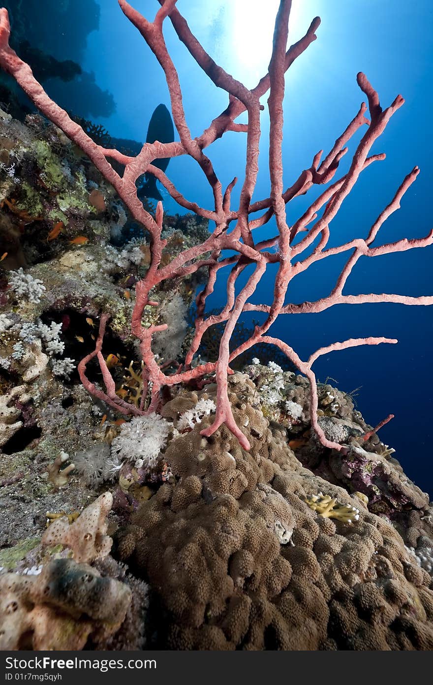 Ocean, coral and sun taken in the red sea.