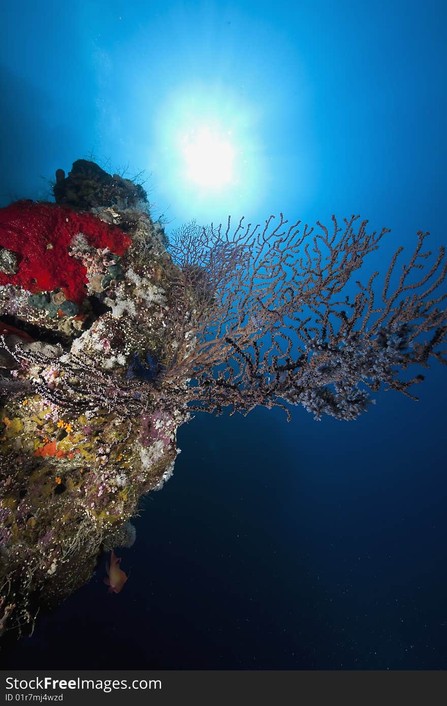 Ocean, coral and sun taken in the red sea.