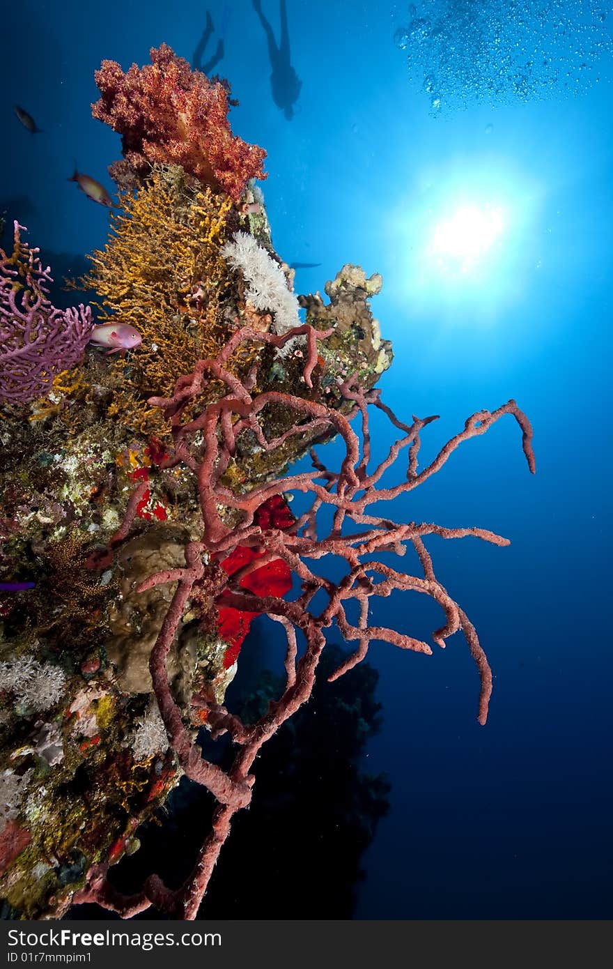 Ocean, coral and sun taken in the red sea.