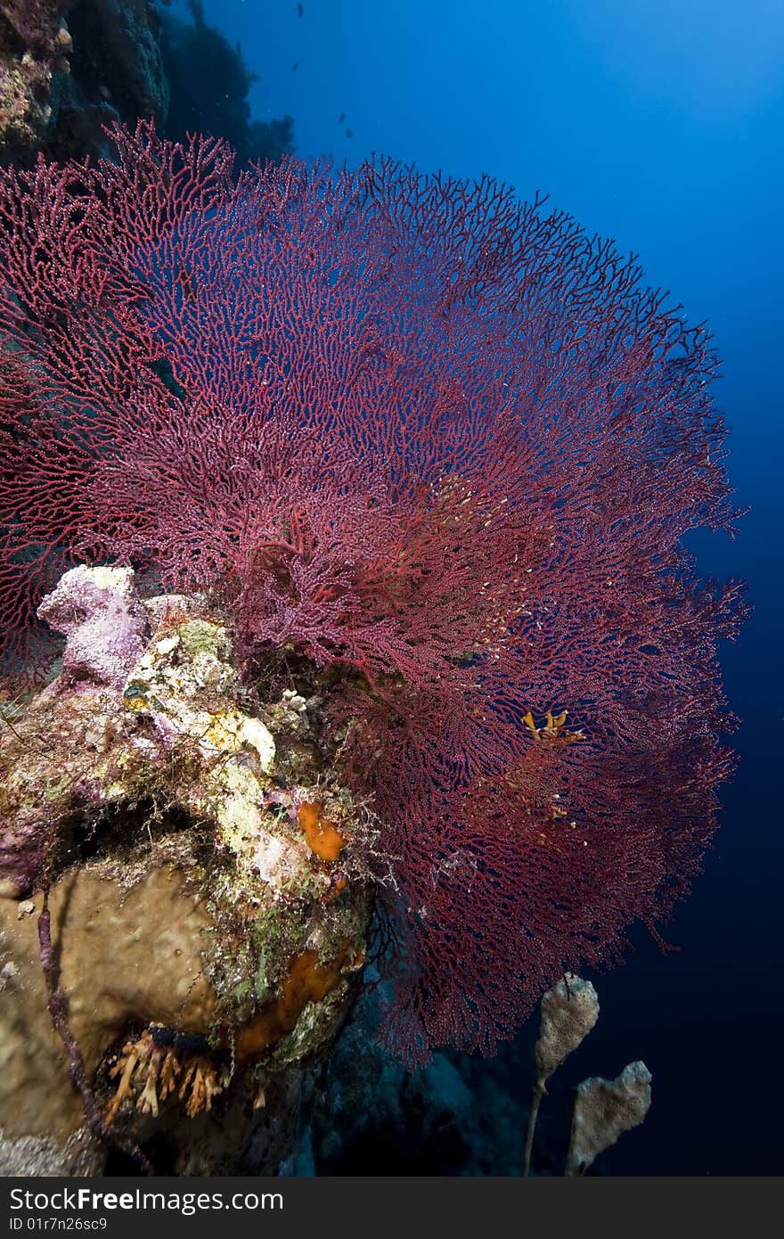 Ocean, coral and sun taken in the red sea.