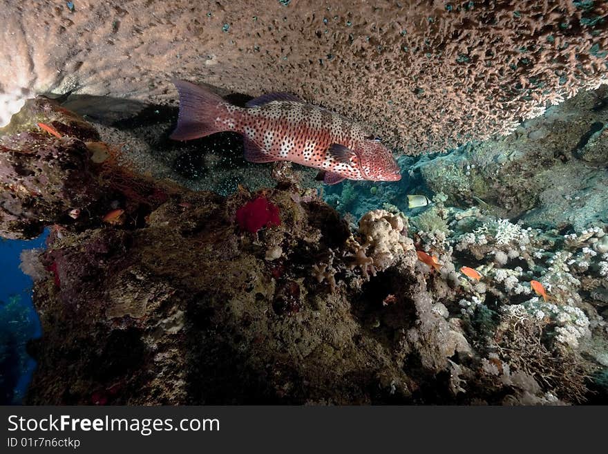 Ocean, coral and coralgrouper