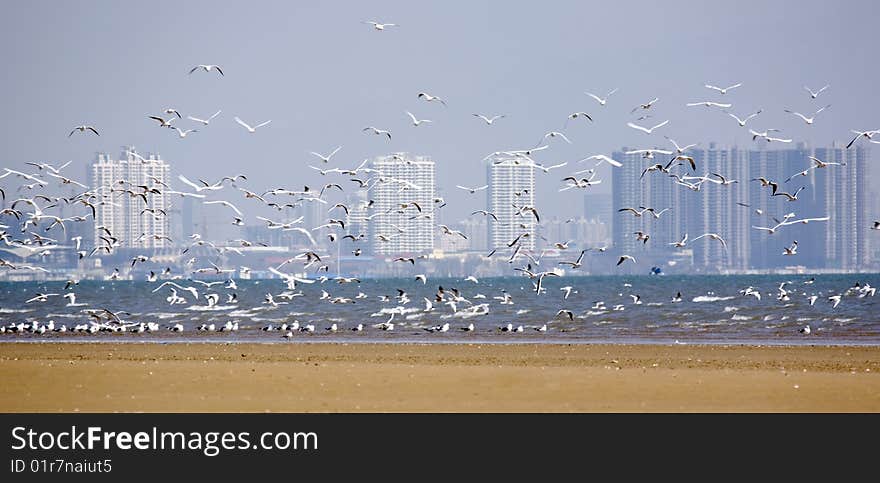 Seagull Flying In Beach