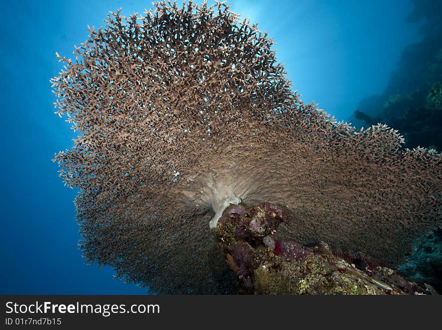 Ocean, coral and sun taken in the red sea.