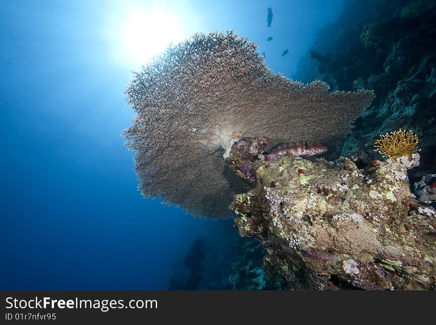 Ocean, coral and sun taken in the red sea.