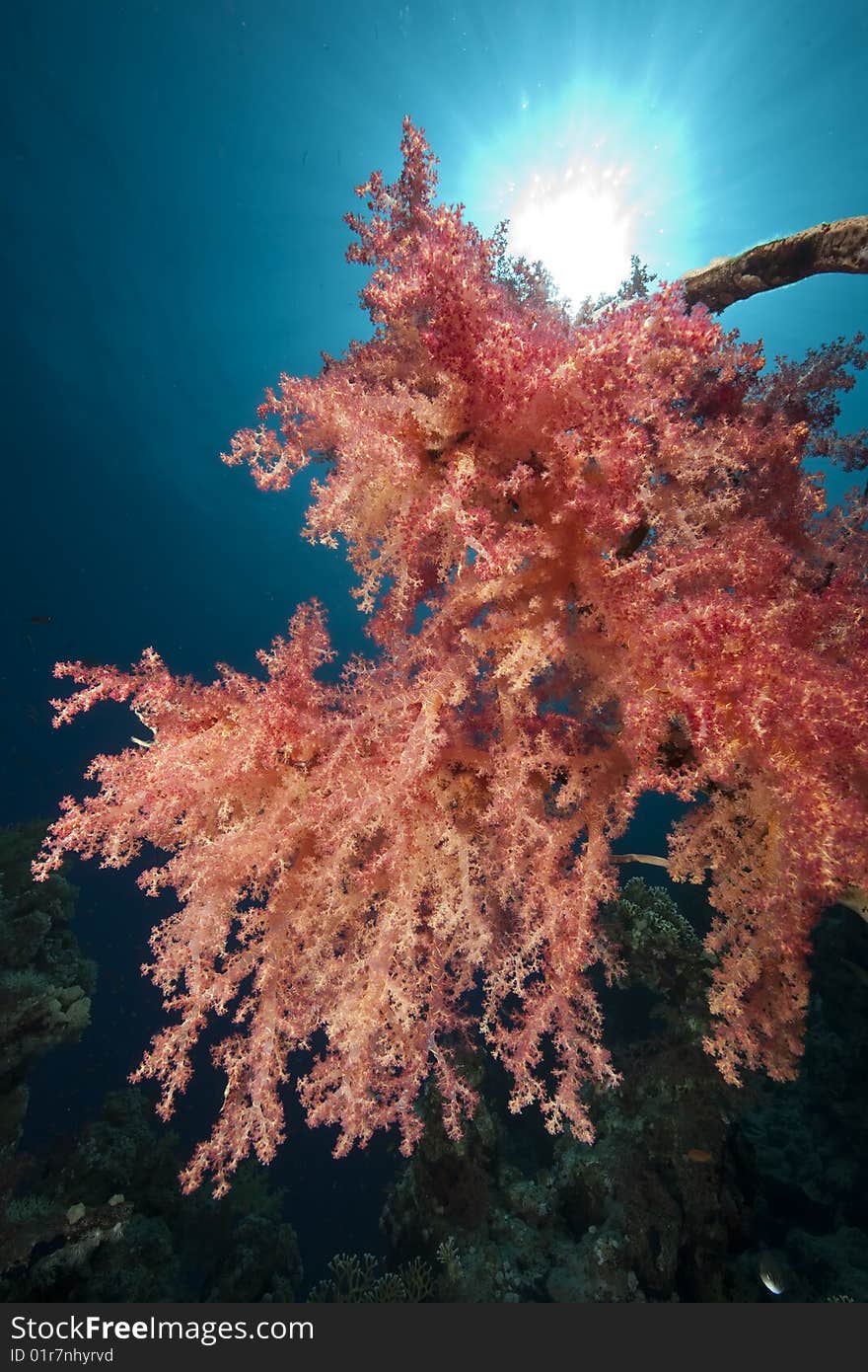 Ocean, coral and sun taken in the red sea.