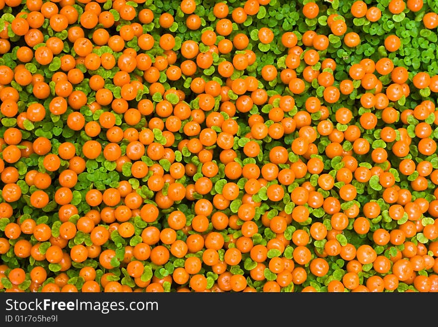 Plant texture colored in orange and green