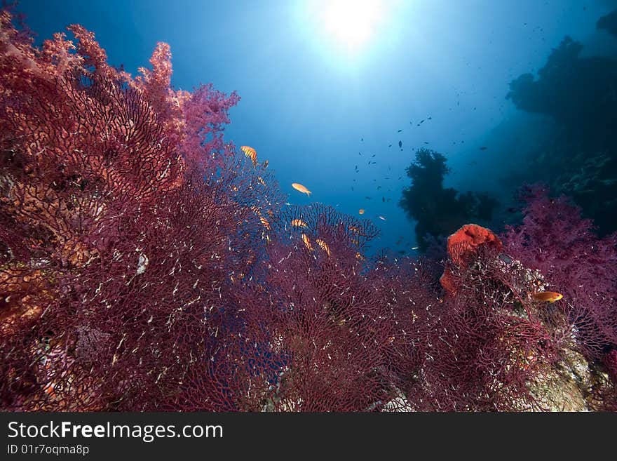 Ocean, coral and sun taken in the red sea.