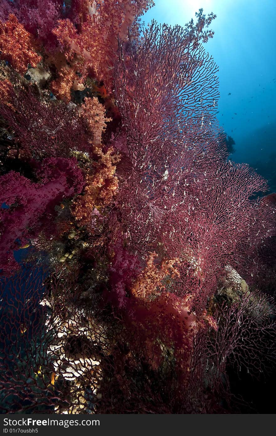 Ocean, coral and sun taken in the red sea.