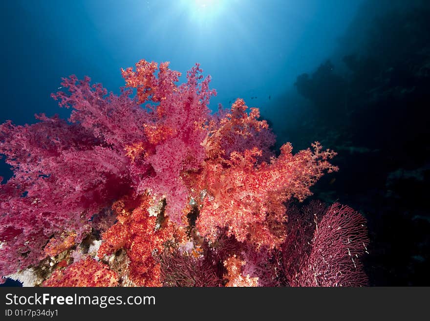 Ocean, coral and sun taken in the red sea.